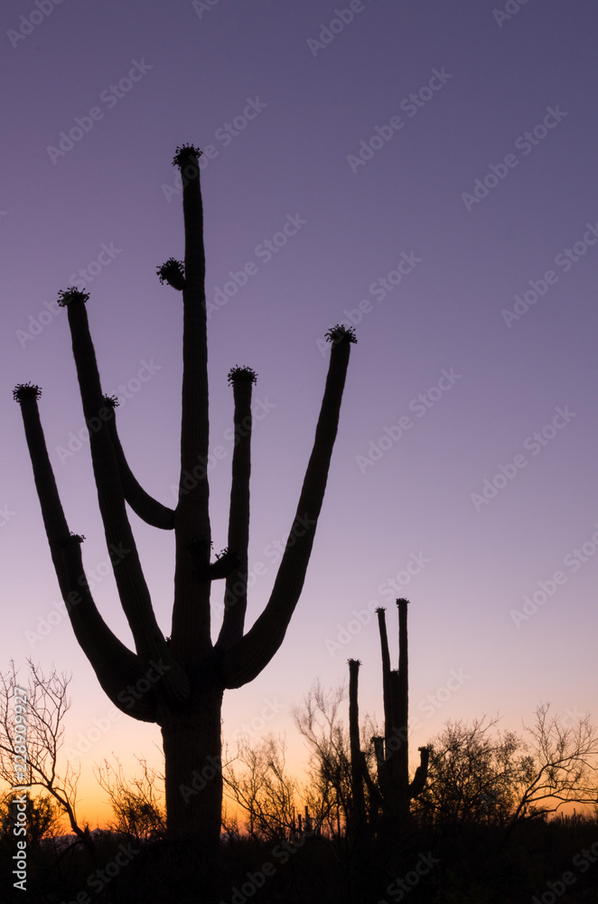Silhouette of Saguaro Cactus at Sunset
