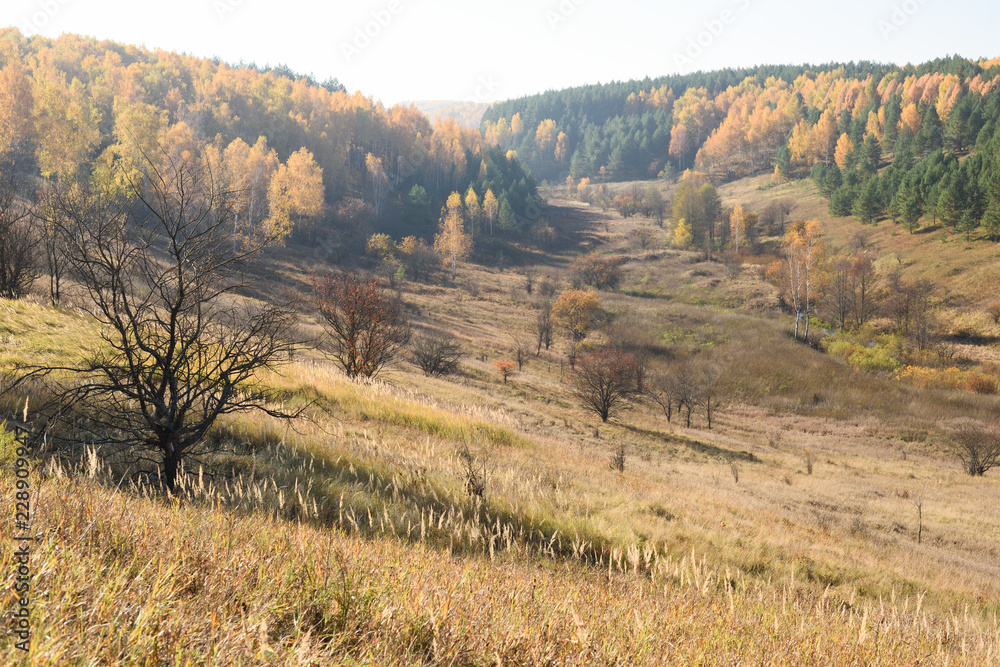 Autumn landscape. Yellow trees and dry grass on hills