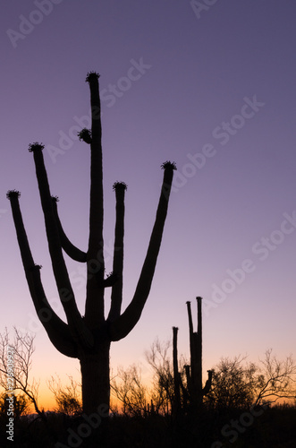 Silhouette of Saguaro Cactus at Sunset © leene50