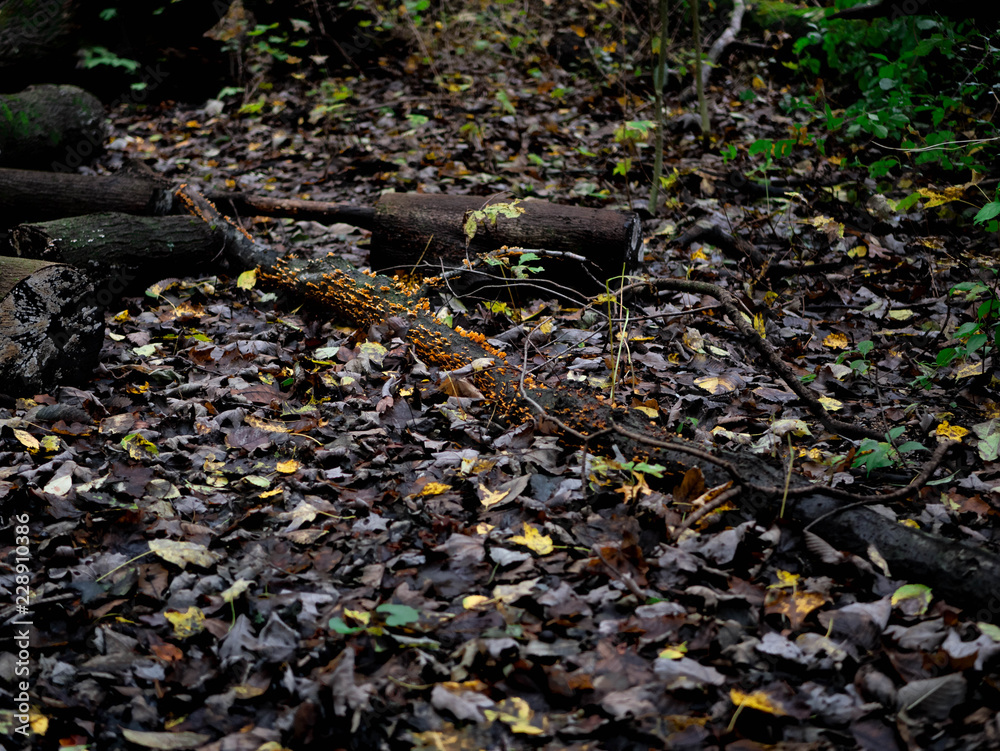 Fototapeta premium autumn leaves in the forest 