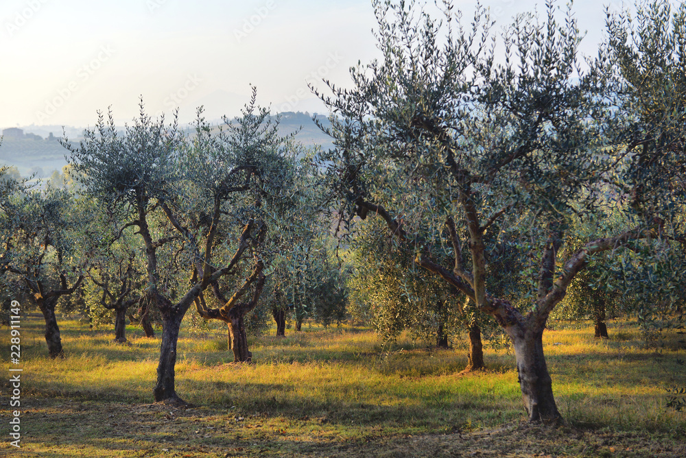 Olive trees garden. Mediterranean olive field ready for harvest. Italian olive's grove with ripe fresh olives Olive trees garden. Mediterranean olive field ready for harvest. Italian olive's grove with ripe fresh olives