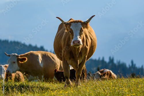 Fototapeta Naklejka Na Ścianę i Meble -  Cows on a meadow in Alps Austria. Schockl mountain above Graz place to visit