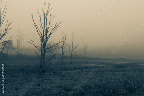 Obraz na płótnie Dead trees in a meadow on a foggy misty morning. Farm.
