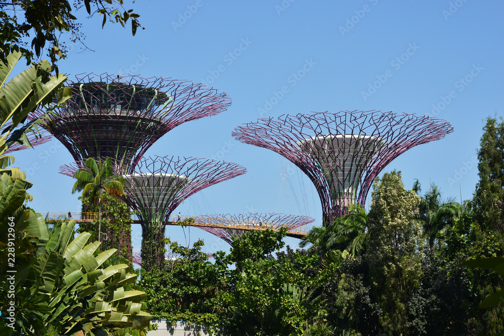 Fototapeta premium Supertrees Grove w Gardens by the Bay, znane miejsce i atrakcja turystyczna w Singapurze, w Azji