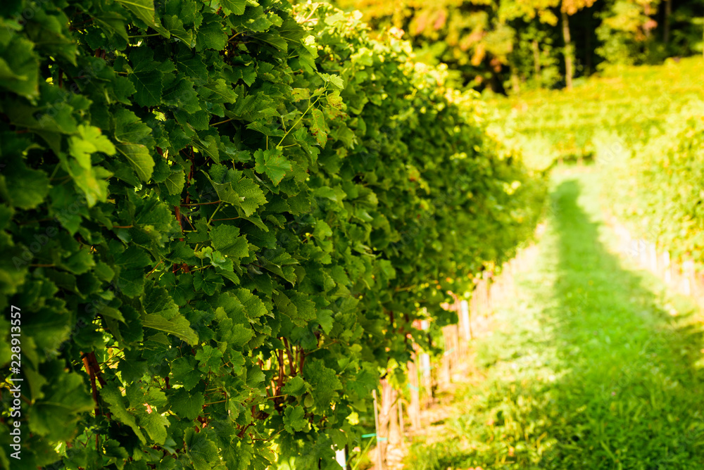 White grape crops in a vineyard during autumn. White grape crops in a vineyard during autumn.