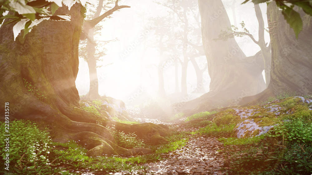 Obraz premium ścieżka przez magiczny las o wschodzie słońca, piękne stare drzewa krajobraz fantasy