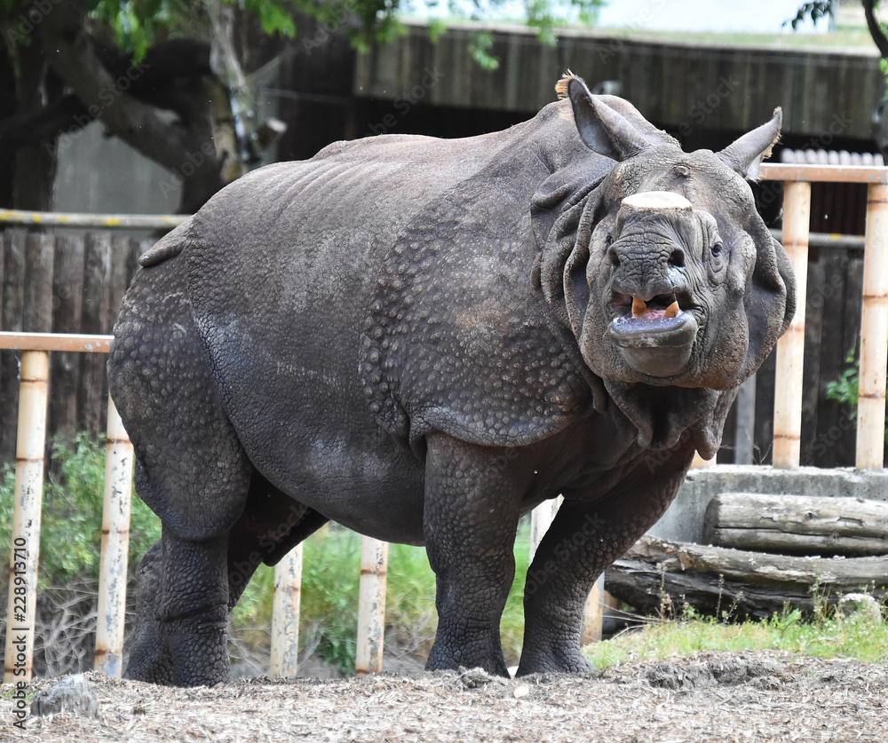 Naklejka premium rinoceronte sin cuerno