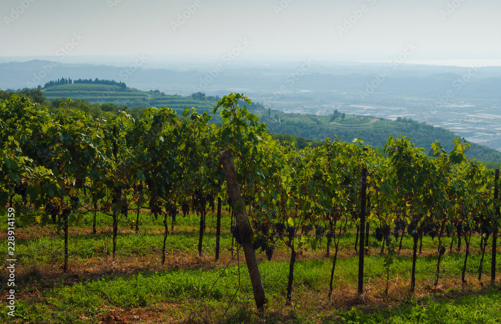 Italian vineyards in Valpolicella Area, Veneto, Verona, Italy