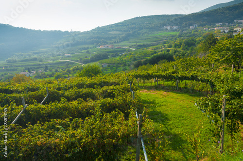 Italian vineyards in Valpolicella Area, Veneto, Verona, Italy