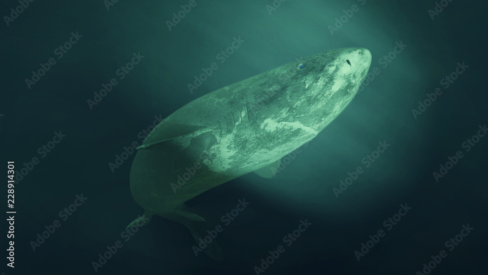 Obraz premium Greenland shark swimming, Somniosus microcephalus swims into the artificial light