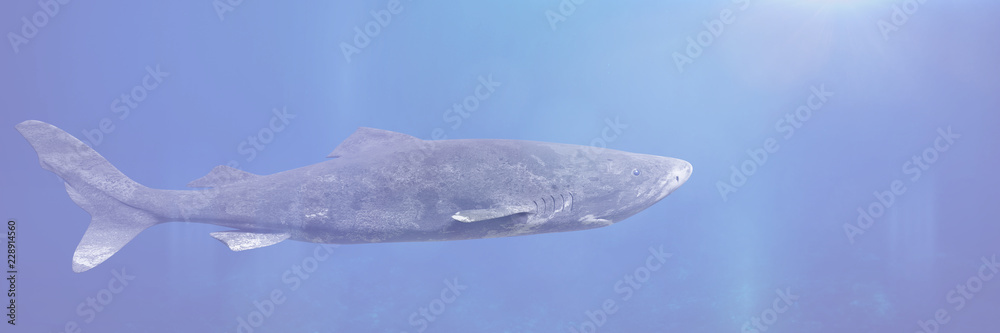 Fototapeta premium Pływanie rekinów grenlandzkich, Somniosus microcephalus, rekin o najdłuższej znanej długości życia ze wszystkich gatunków kręgowców