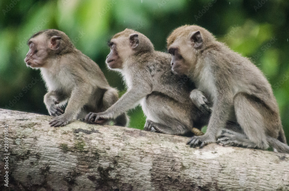 Borneo monkeys Borneo monkeys