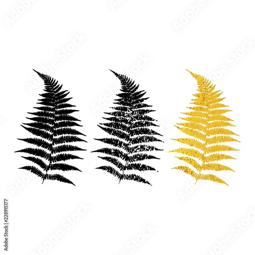 Fern leaf. Three Options. Fern black silhouette on white background, color and grunge options. Vector illustration.