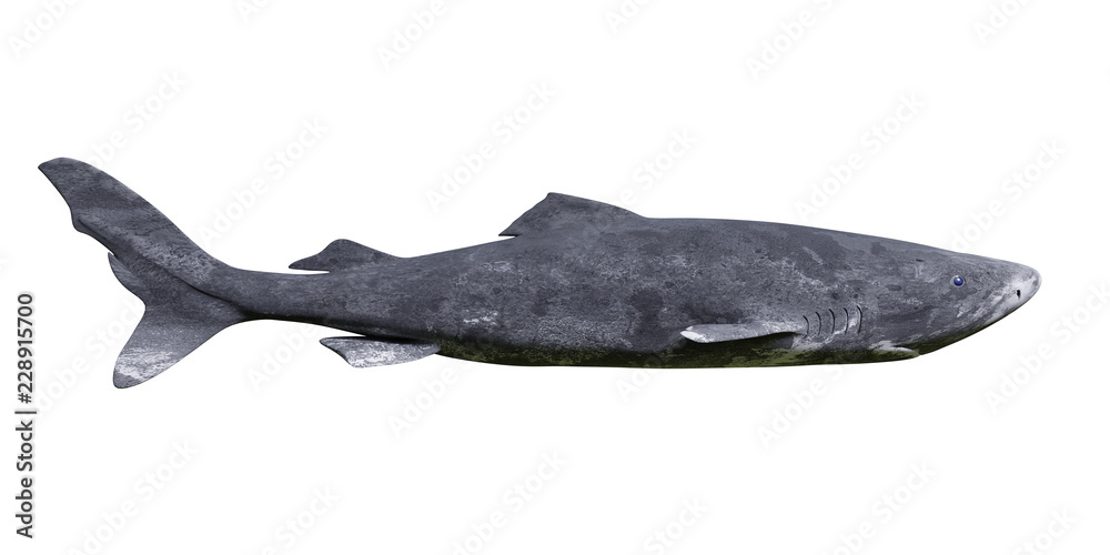 Naklejka premium Rekin grenlandzki samodzielnie na białym tle, widok z boku Somniosus microcephalus