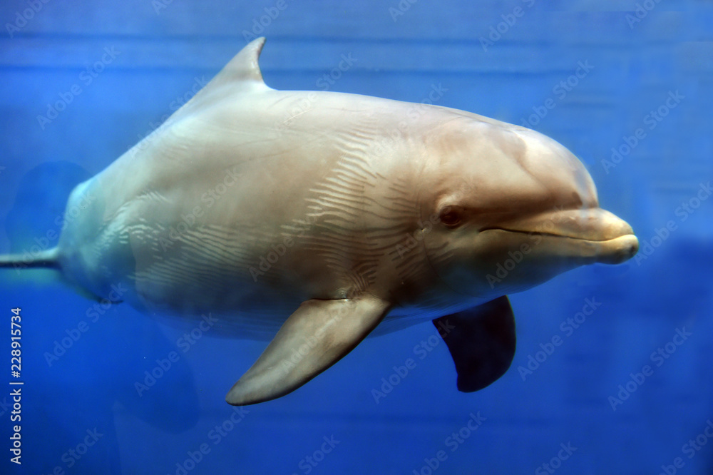 Fototapeta premium delfin