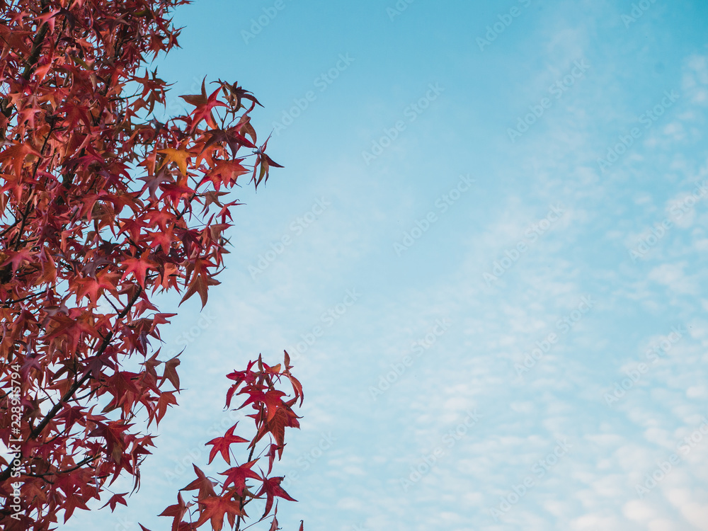 Autumnal tree with red leaves against blue sky Autumnal tree with red leaves against blue sky