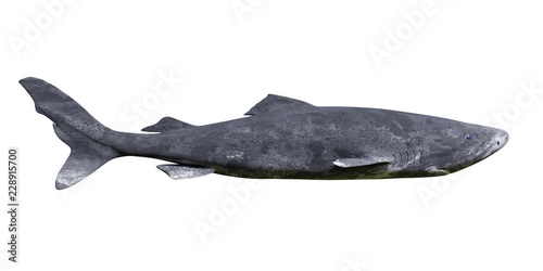Greenland shark isolated on white background, Somniosus microcephalus side view