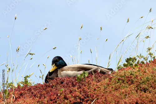 Duck resting on a roof photo