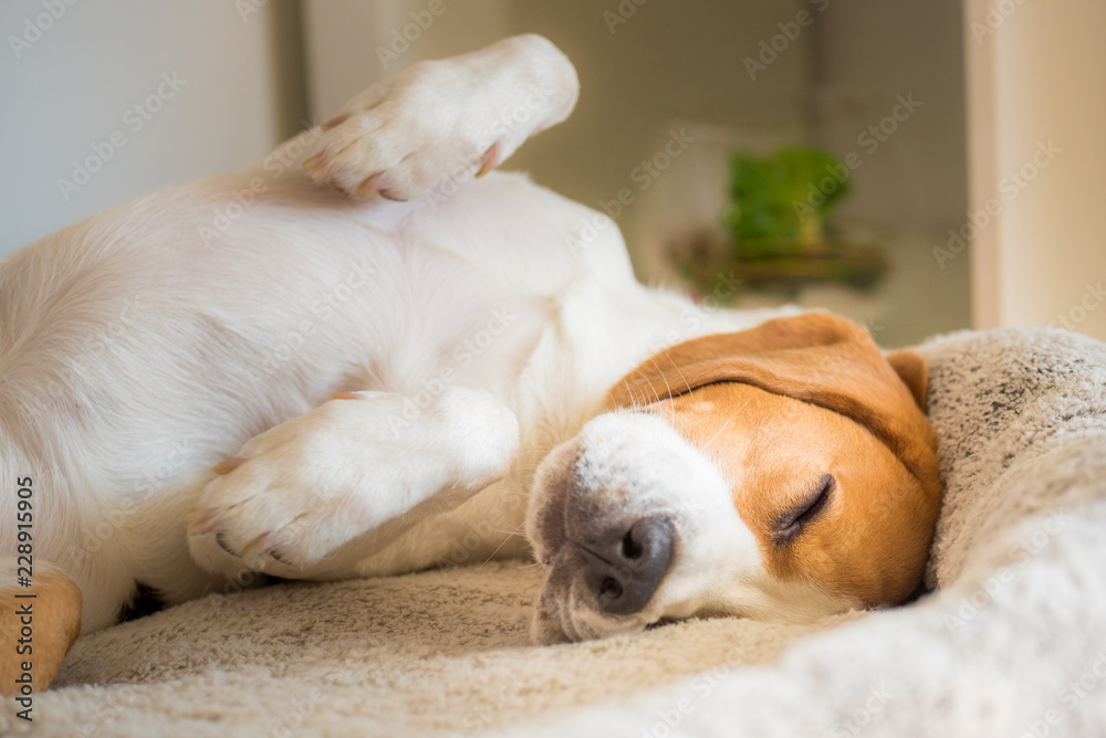 Beagle dog tired sleeps on a couch