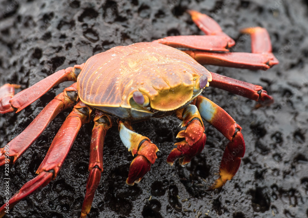 Red Crab Galapagos