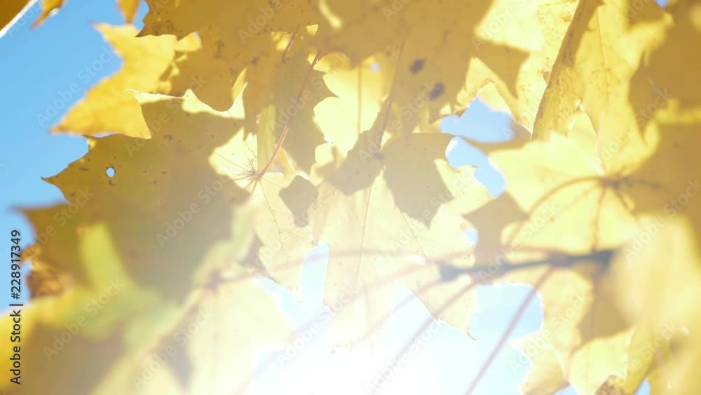 Yellow fall maple leaves on trees at the park Yellow fall maple leaves on trees at the park