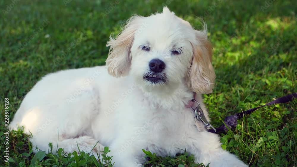 Slow Motion Shot Of A Cute Labradoodle Dog Lying Down On The Grass Slow Motion Shot Of A Cute Labradoodle Dog Lying Down On The Grass