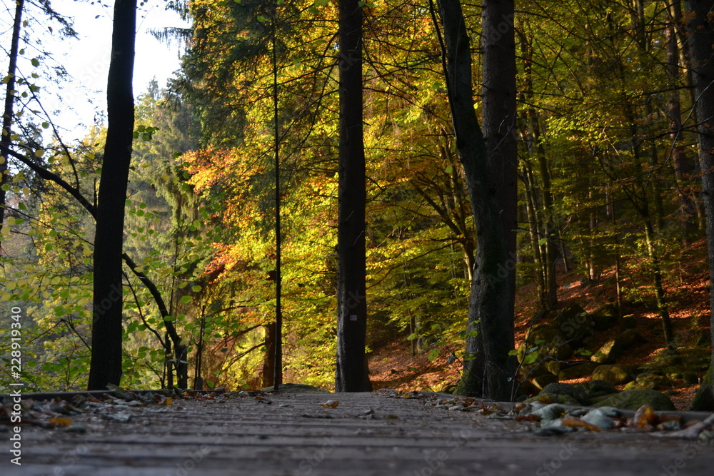 Fototapeta premium forest in autumn