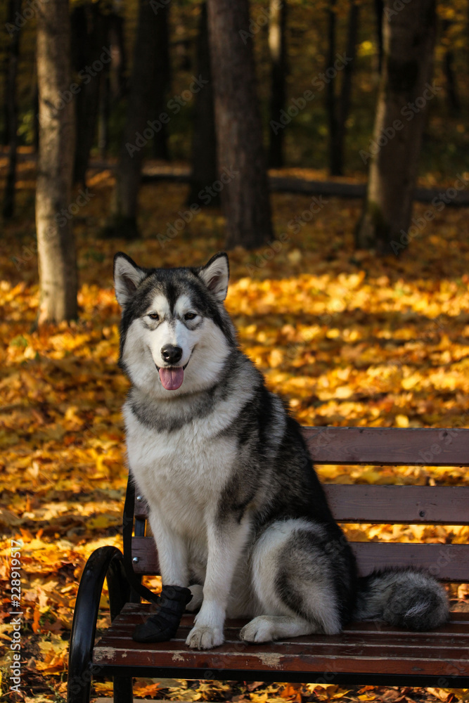 Obraz premium Dog breed Alaskan Malamute similar to the wolf in the autumn forest on the background of orange-yellow foliage