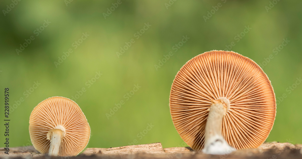 Forest mushroom closeup macro Forest mushroom closeup macro