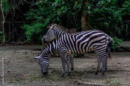 Two zebras against a background of green jungle. A zebra is eating grass on the field. Asia  Singapore