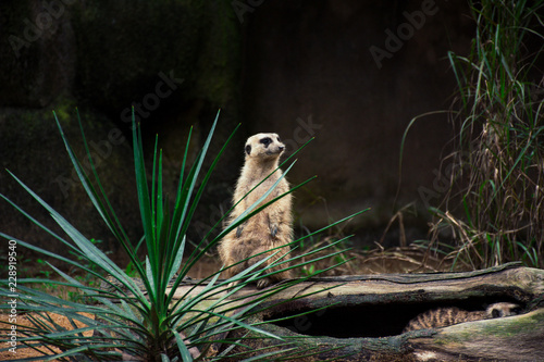 A small, sweet marmot stands on a tree. A small funny surakat looks around. Lovely Surakat sits on old tree and looks into the distance. Selective focus. photo