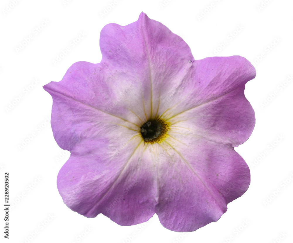 Beautiful delicate lilac Petunia flower on a white background isolated closeup Beautiful delicate lilac Petunia flower on a white background isolated closeup