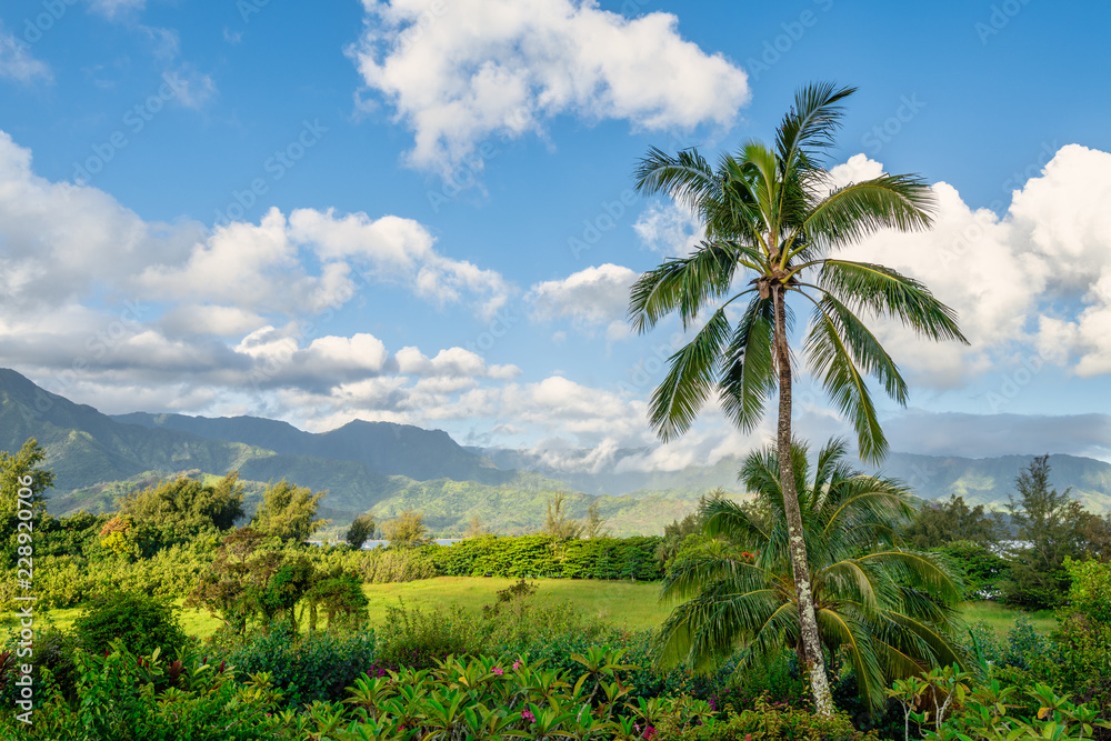 Palm Tree with northern Kauai in background