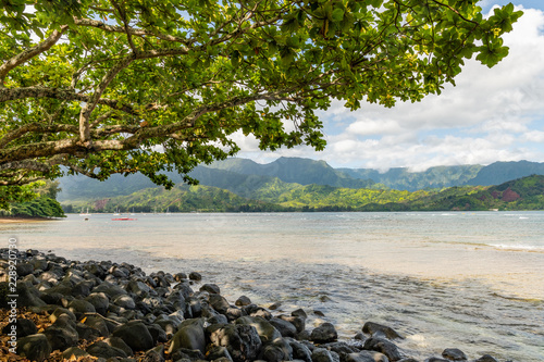 Tree overhanging beach in Princeville, Kauai Hawaii