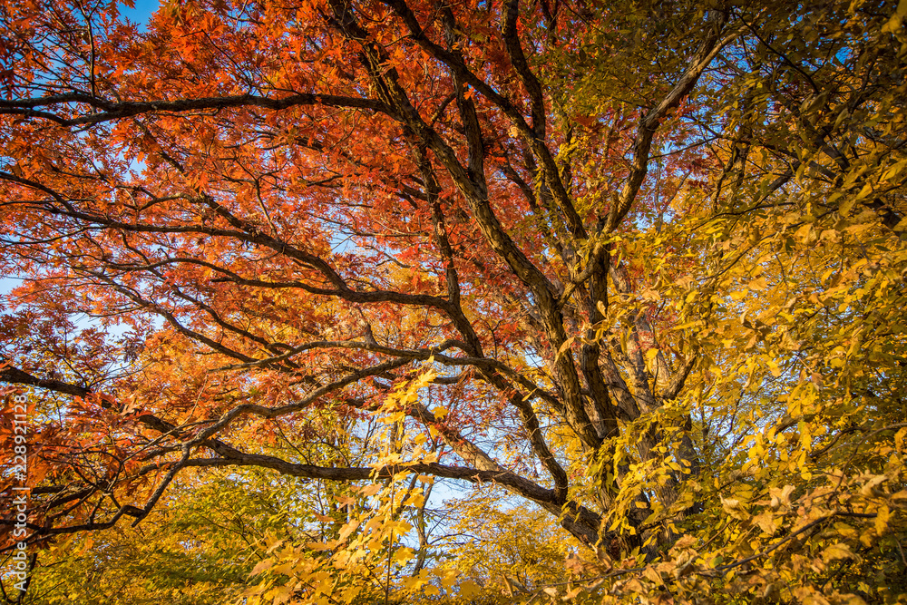 Autum Colors Autum Colors