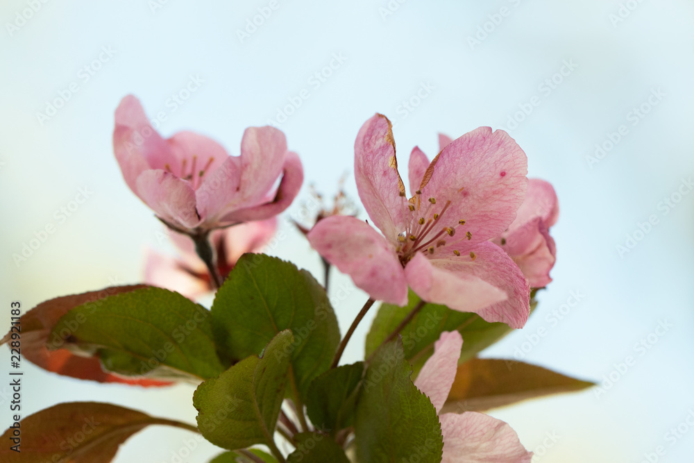 Obraz premium Crabapple Blossom