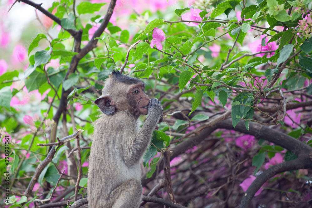 Obraz premium 可愛いサル 