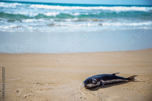 dead fish lying on the beach