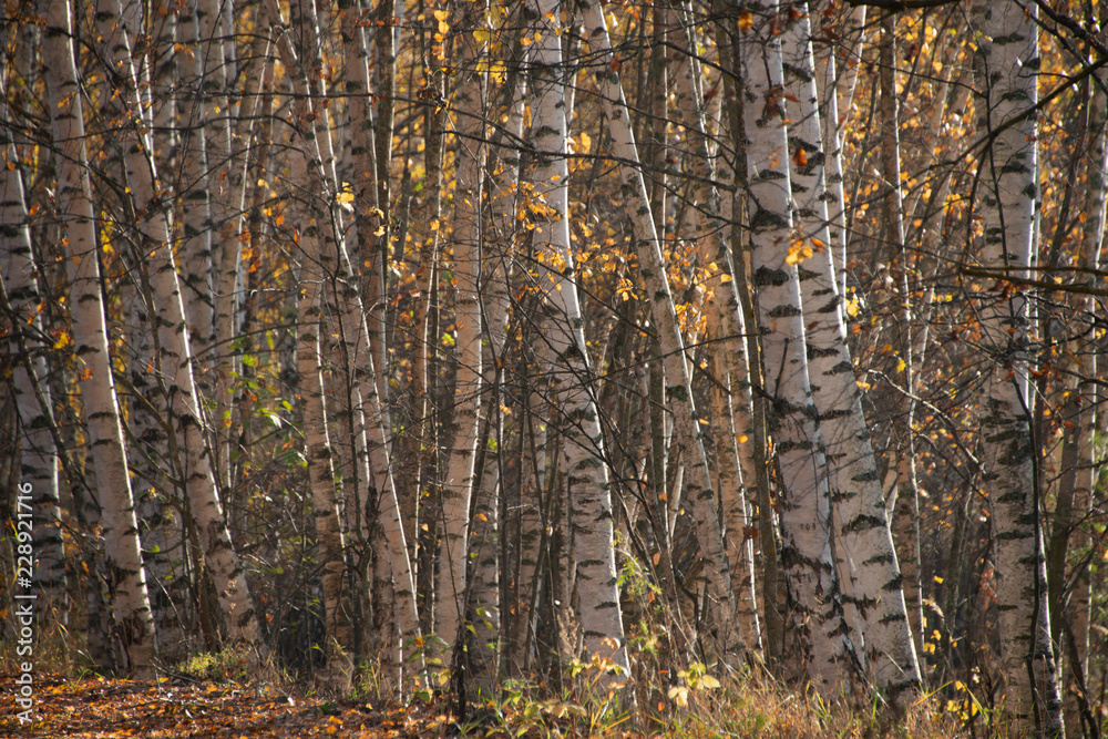 the natural background - birches