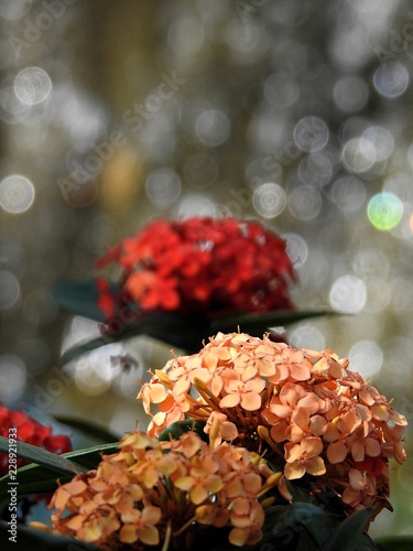 Some pink and red hydrangeas against a bokeh background.