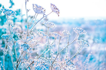 beautiful gentle winter landscape. frozen grass on natural snowy background. winter season, cold frosty weather. new year and Christmas holiday concept. copy space