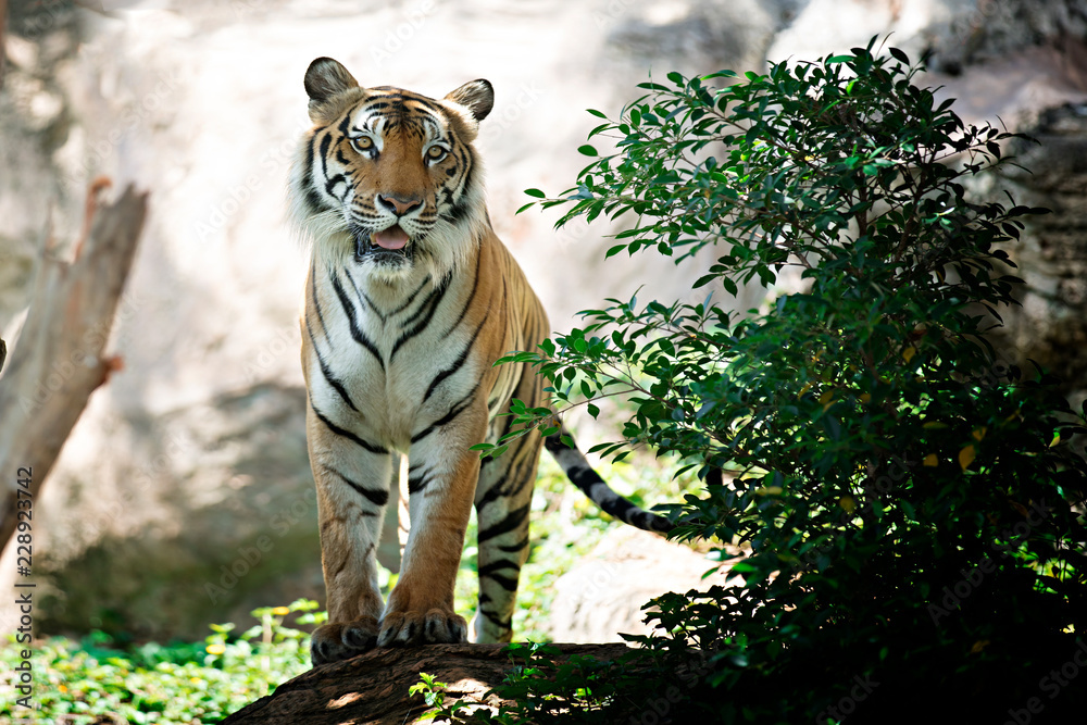 Obraz premium Tygrys Bengalski w lesie
