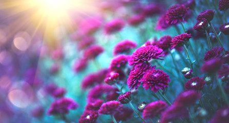 Chrysanthemum flowers blooming in a garden. Beauty autumn flowers. Bright vivid colors
