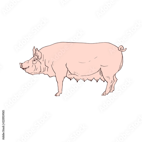 Black pig silhouette and pink grunge coloring