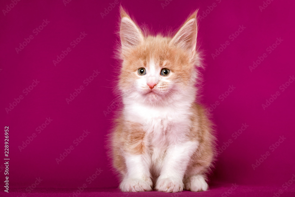 A cute maine coon kitten on the pink background in a studio.