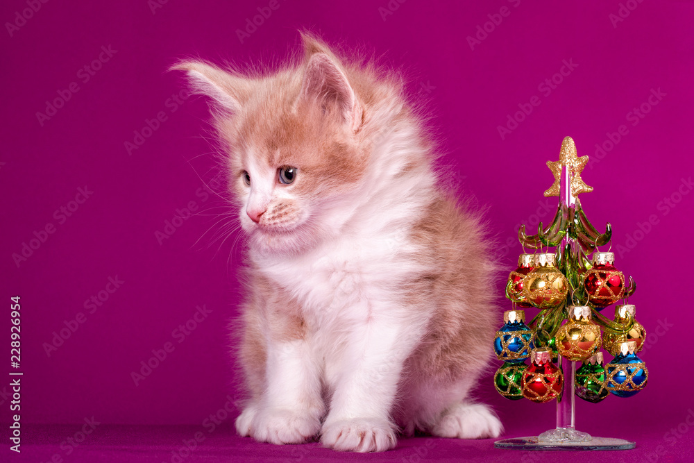 A cute maine coon kitten sitting near a Christmas tree on the pink background in a studio.