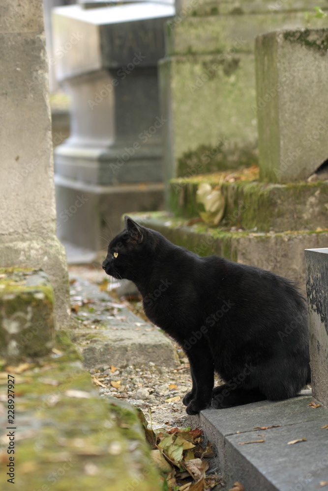 Paris,France-October 19,2018: Black cats in Montmartre cemetery in Paris, France Paris,France-October 19,2018: Black cats in Montmartre cemetery in Paris, France