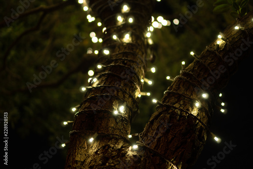 Christmas lights wrapped around a tree during holiday season with bokeh balls at night
