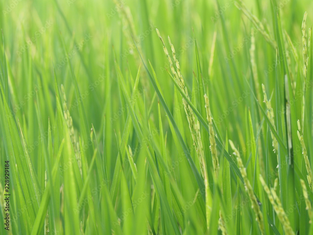 green rice file before harvest in summer green rice file before harvest in summer