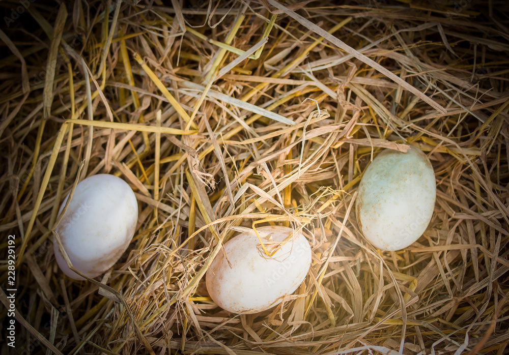 Group of whole white eggs on Group of whole white eggs on